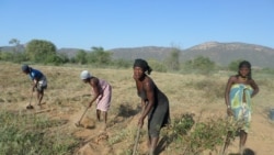 Cabo Verde: Chuva anima agricultores