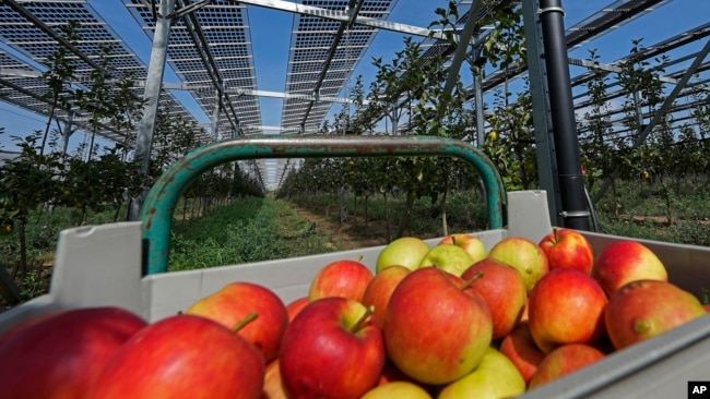 Solar panels are installed over an organic orchard in Gelsdorf, western Germany, Tuesday, Aug. 30, 2022. (AP Photo/Martin Meissner)