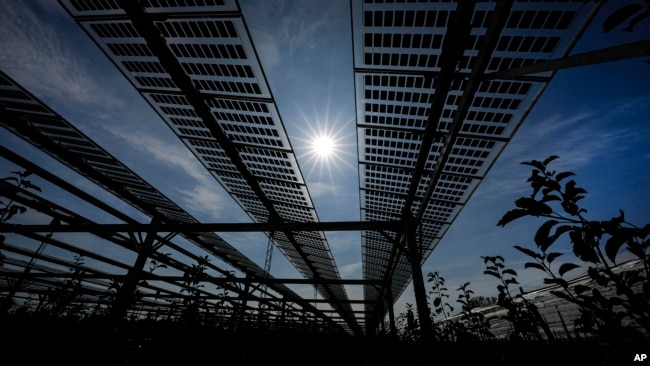 Solar panels are installed over an organic orchard in Gelsdorf, western Germany, Tuesday, Aug. 30, 2022. (AP Photo/Martin Meissner)