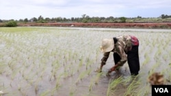 A rice farmer plants seedlings in Slab Ta Aon, Cambodia. (Sun Narin for VOA)