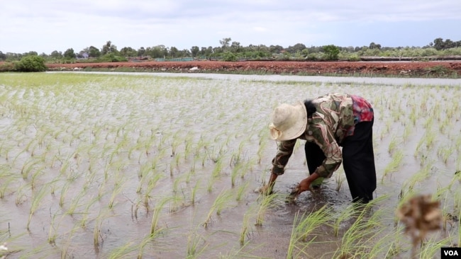 A rice farmer plants seedlings in Slab Ta Aon, Cambodia. (Sun Narin for VOA)