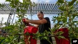 Researcher Fadel Hasan picks apples under solar panels installed over an organic orchard in Gelsdorf, western Germany, Tuesday, Aug. 30, 2022. (AP Photo/Martin Meissner)