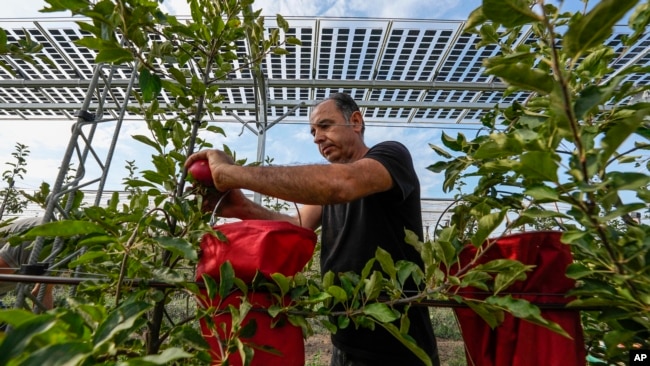 Researcher Fadel Hasan picks apples under solar panels installed over an organic orchard in Gelsdorf, western Germany, Tuesday, Aug. 30, 2022. (AP Photo/Martin Meissner)