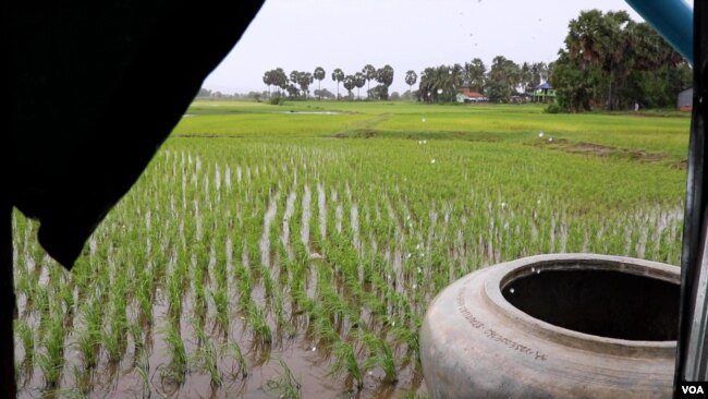 A rice paddy in Slab Ta Aon, Cambodia. (Elise Cutts/VOA)
