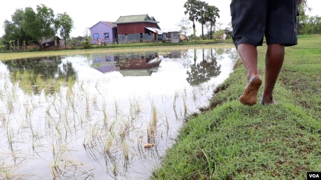 Cambodian rice farmer Prak Nhorn says storms, floods and salt water are ruining rice paddies in his village. (Sun Narin for VOA)
