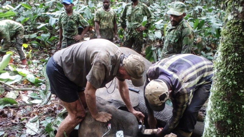 Délimitation des frontières entre le Cameroun et le Congo-Brazzaville