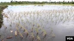 Salinity is killing Cambodian rice farmer Prak Nhorn's crop. (Elise Cutts/VOA)