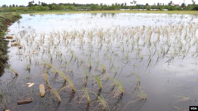 Salinity is killing Cambodian rice farmer Prak Nhorn's crop. (Elise Cutts/VOA)