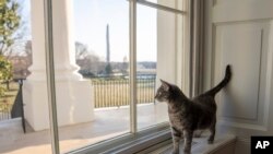 উইলো, বাইডেন পরিবারের নতুন পোষা বিড়াল ওয়াশিংটনে হোয়াইট হাউসের চারপাশে ঘুরে বেড়াচ্ছে। ২৭ জানুয়ারী ২০২২।