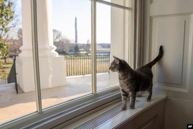 Willow, the Biden family's new pet cat, wanders around the White House on Wednesday, Jan. 27, 2022 in Washington, D.C. (Erin Scott/The White House via AP)