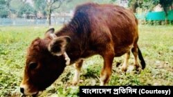 গিনেস বুকে জায়গা করে নিয়েছে চারু নামে বাংলাদেশের ঢাকার সাভার এলাকার খর্বাকৃতির এই গরুটি। (ছবি- বাংলাদেশ প্রতিদিন) 