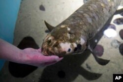 Ahli biologi senior Allan Jan memberi makan Methuselah, ikan lungfish Australia di akuarium museum di San Francisco, 24 Januari 2022. (AP Foto/Jeff Chiu)