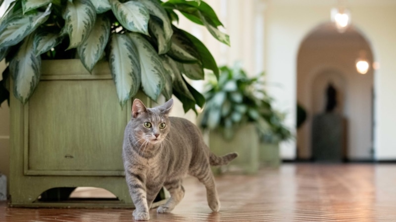 Willow, the Biden's new cat, arrives at the White House