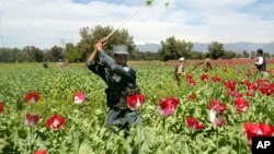 Polisi Afghanistan melakukan pemberantasan tanaman ganja di provinsi Nangarhar (foto: ilustrasi). 