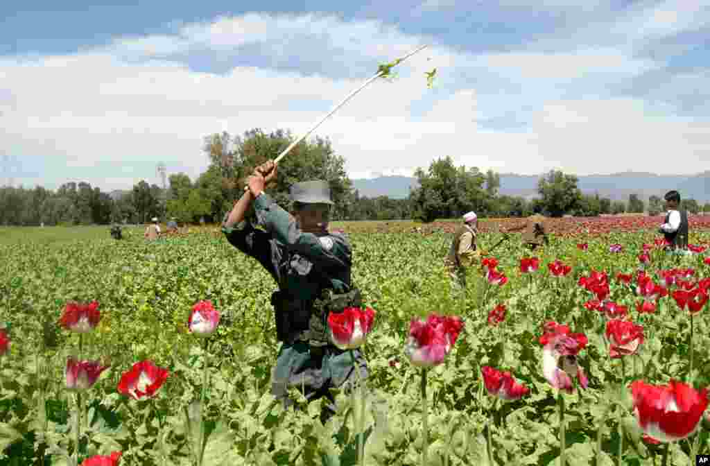 &#39;Yan sandan kasar Afghanistan na ci gaba da lalata gonakin hodar iblisi domin kawo karshen miyagun kwayoyi a gabascin yankin Kabul dake kasar Afghanistan.&nbsp;