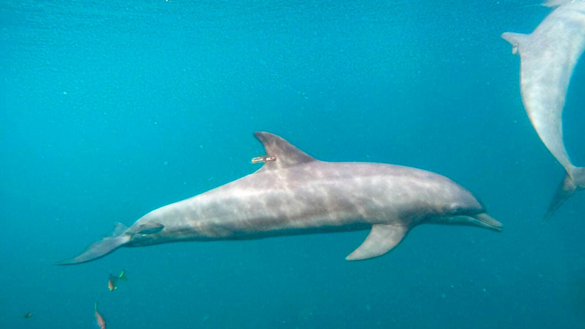 Rescued Dolphins Swim Free From Indonesia Sanctuary - Vimarsana News