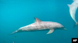 In this photo released by DolphinProject.com, Rocky with GPS tag attached swims at the Umah Lumba Rehabilitation, Release and Retirement Center in Banyuwedang Bay, West Bali, Sept. 3, 2022. (DolphinProject.com via AP)