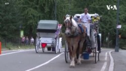 纽约豪华马车游览项目是否该结束？