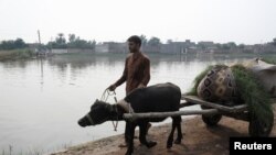 A man transporting green fodder on a buffalo cart walks down a road along stranded flood water, following rains and floods during the monsoon season in Nowshera, Sept. 4, 2022. 