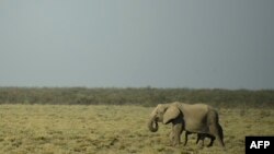 "La sécheresse a engendré une importante mortalité de la faune, principalement chez les espèces herbivores", selon le ministre kenyan du Tourisme.