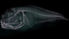 Gambar ini menunjukkan hasil CT Scan ikan siput Atacama, spesies ikan baru yang ditemukan di Palung Atacama, sebelah barat pantai Chili dan Peru, pada kedalaman hampir 8.000 meter.
