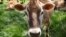 FILE - A Jersey cow feeds in a field on an organic dairy farm in Fairfield, Iowa, May 8, 2018.