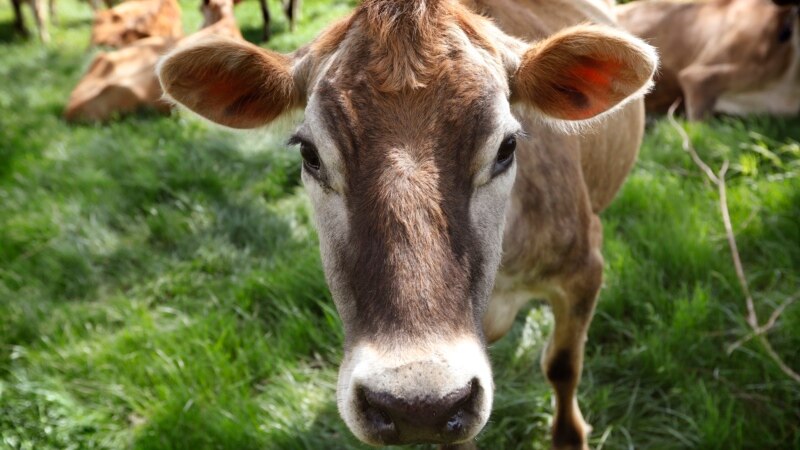 Satellites Locate California Cow Burps, A Major Methane Source, From Space