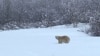 A Polar Bear Meanders Way Down South in Canada 
