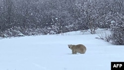 In this image courtesy of Sophie Bonneville, a polar bear roams a field in Madeline-Centre, Quebec, Canada, on April 30, 2022.