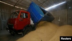 TƯ LIỆU: Xe tải đổ thóc trong nhà kho trong vụ thu hoạch lúa mạch ở làng Zhovtneve, Ukraine, ngày 14 tháng 7 năm 2016.