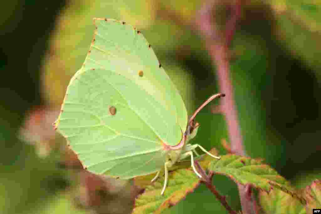 A handout picture released, Sept. 23, 2020 by Andrew Bladon of University of Cambridge, Britain, shows a Brimstone Gonepteryx rhamni butterfly.