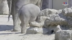 Մյունխենի կենդանաբանական այգու Օտտո անունով փղի ձագուկը