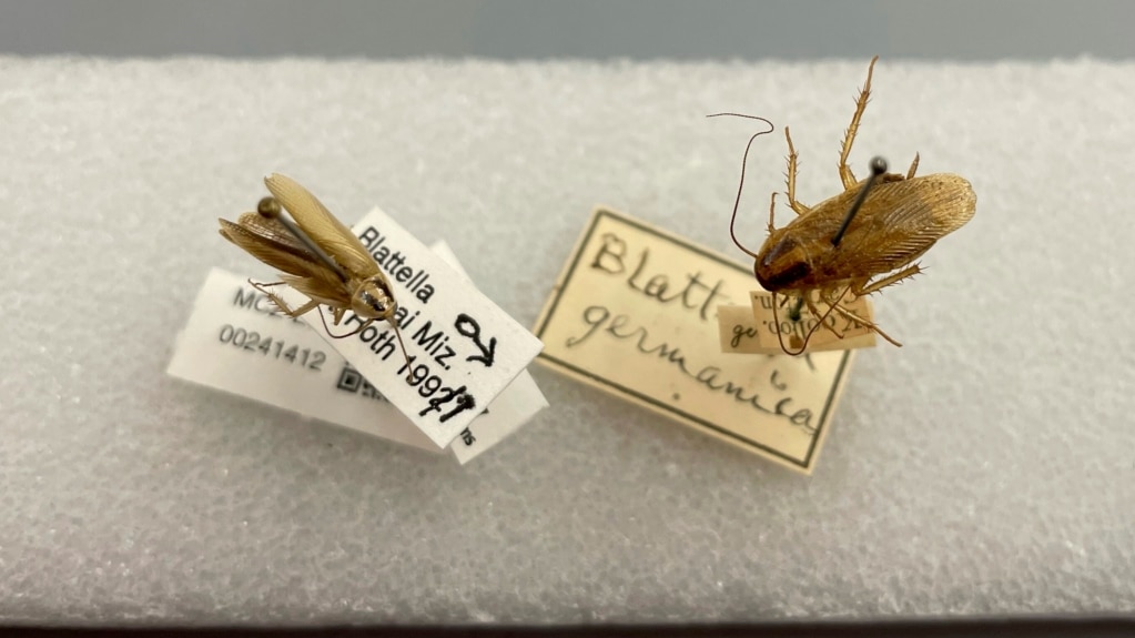 Study Explores History of Cockroaches