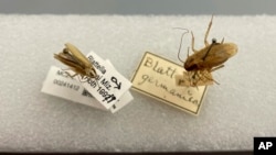 This photo provided by Qian Tang shows a German cockroach and an Asian cockroach, specimens from Harvard Museum of Comparative Zoology, Friday, May 17, 2024, in Cambridge, Mass. (Qian Tang via AP)