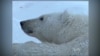 Study: Melting Sea Ice Spells Death for Polar Bears