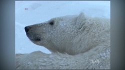 Changing Arctic Conditions Threaten Polar Bears