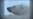 Study: Melting Sea Ice Spells Death for Polar Bears