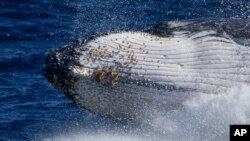 A humpback whale breaches off the coast of Port Stephens, Australia.