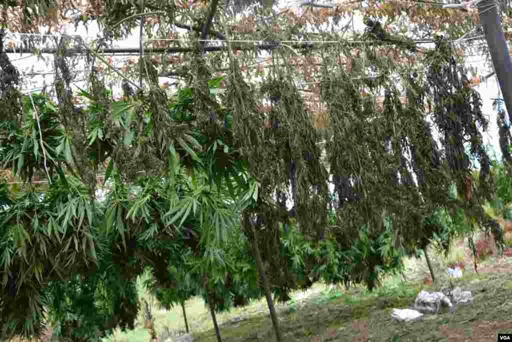 Ilegal Marijuana in Southern Albania