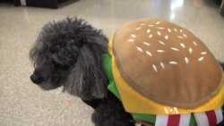 Halloween Pet Costumes Getting Popular