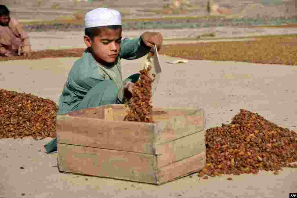 Qandahor dalalarida ish qizg'in. &nbsp;Afg'oniston.&nbsp;