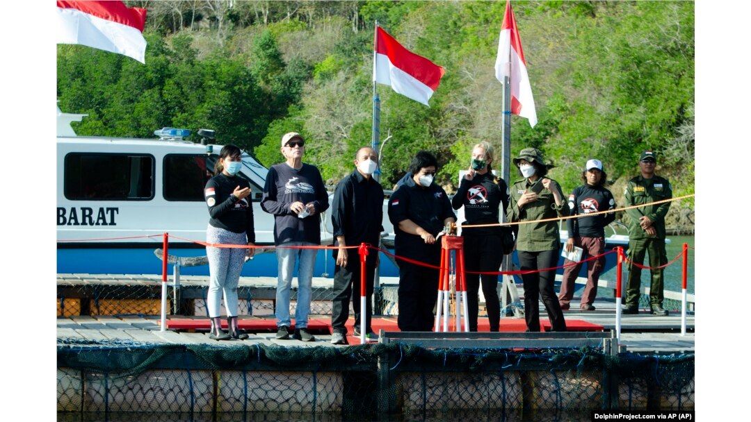 Menteri Lingkungan Hidup dan Kehutanan Siti Nurbaya Bakar, tengah, meresmikan pelepasan lumba-lumba yang diselamatkan Rocky, Rambo dan Johnny kembali ke alam liar di Teluk Banyuwedang, Bali Barat, Sabtu, 3 September 2022. (DolphinProject.com via AP)