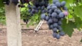 乌克兰葡萄园在战火中迎来丰收