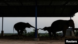 FILE - Chained elephants reach to touch their trunks under a roof at Ban Ta Klang village in Surin, Thailand, April 7, 2022.