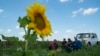 Farm workers take a pause for lunch during the sunflowers harvesting on a field in Donetsk region, eastern Ukraine, Sept. 9, 2022. 