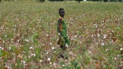 Des insectes ravageurs s'acharnent sur les champs de coton au Burkina