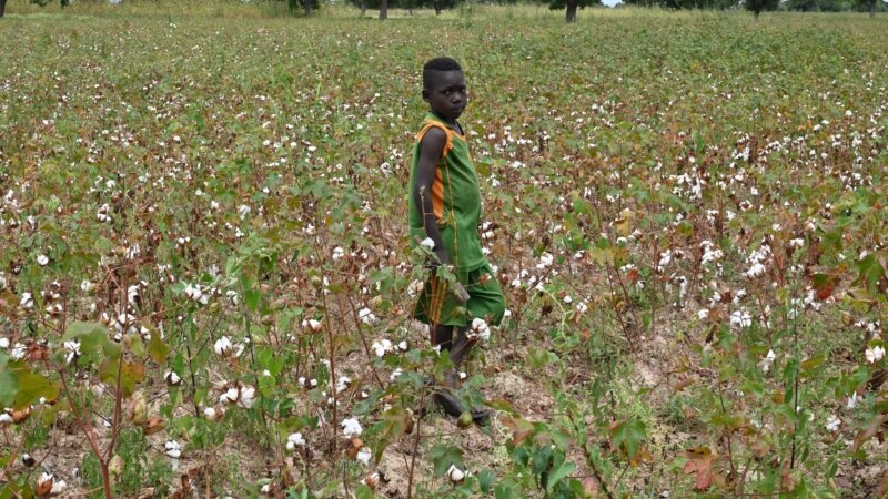 Des insectes ravageurs s'acharnent sur les champs de coton au Burkina