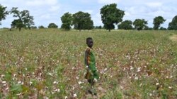 Des insectes ravageurs déciment les champs dans le Nord du Togo