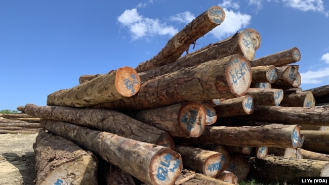 马来西亚华人拥有的三姆林森伐木公司在所罗门群岛马莱塔省砍伐的木材。该公司的计量师说，这些木材主要出口到中国的上海。（美国之音莉雅拍摄）