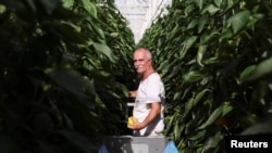 An employee picks peppers at a greenhouse in Grubbenvorst, Netherlands September 5, 2022. REUTERS/Piroschka van de Wouw